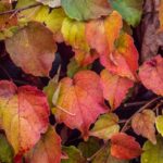 Herbst