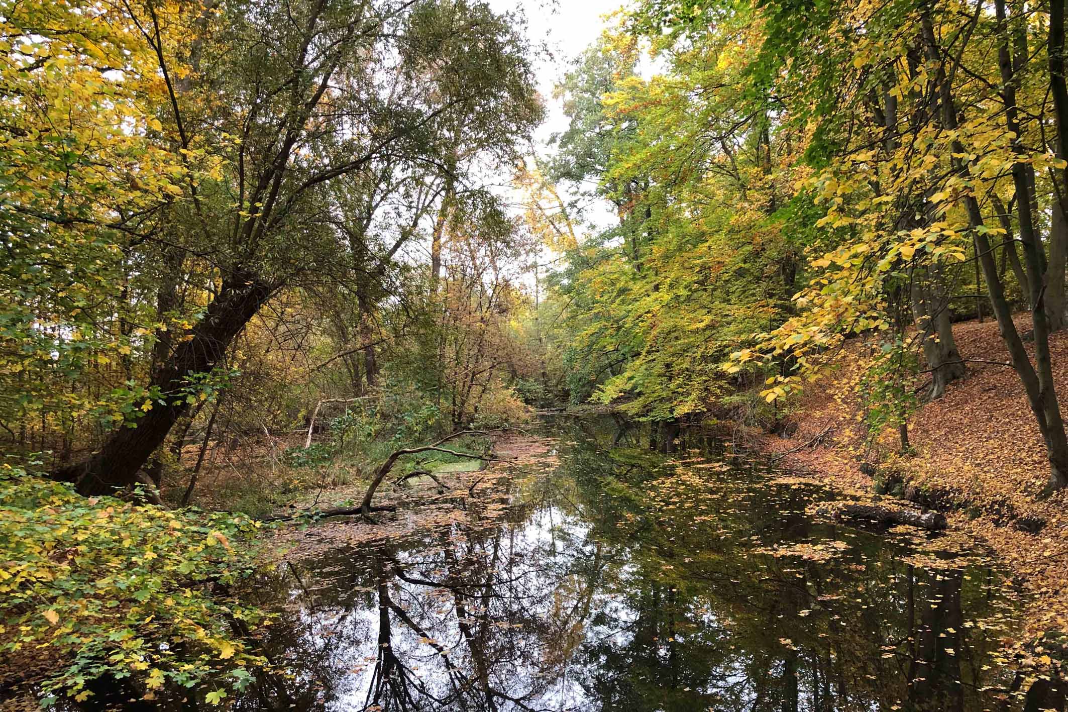 Bach_Djung-Herbst-Schoenfliess