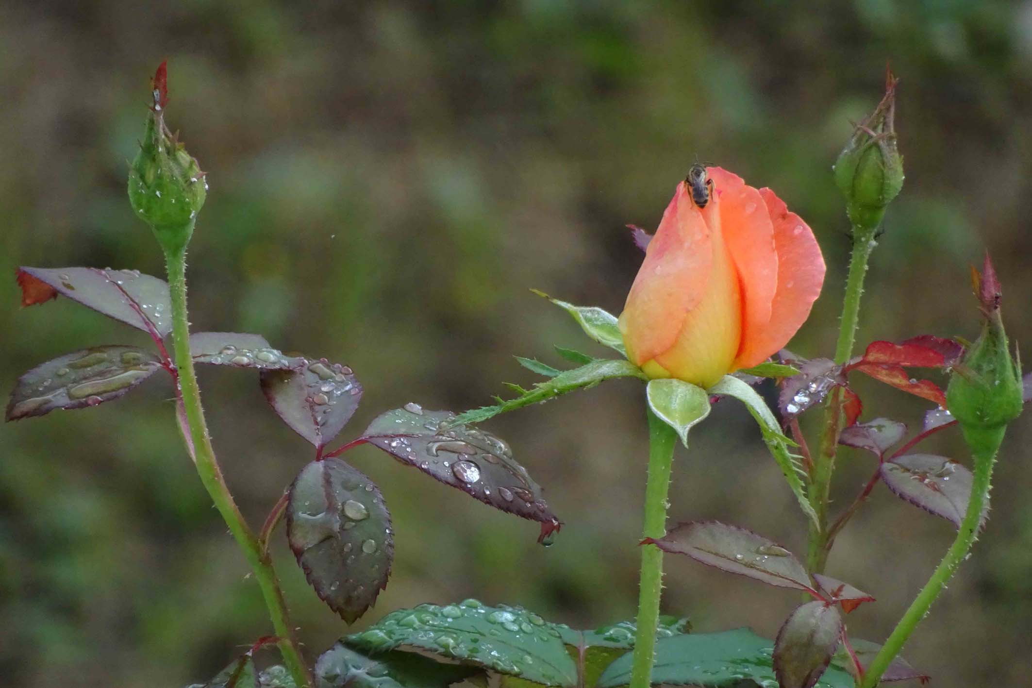 Hajo-Bokeh-4-er-23-07-12-1