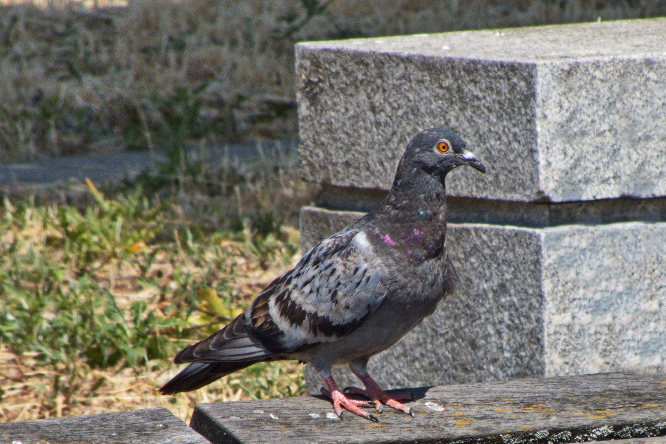 Hajo-Schoeneweide-23-06-14-05